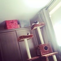 Resident cat, new kitten issues - need some reassurance...
