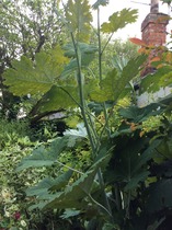 Anyone care to guess what this plant is?