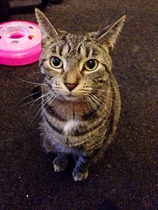 Shall we show off our cats? &#55357&#56832&#55357&#56832&#55357&#56832&#55357&#56832