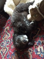 How often should I play with puppy?