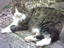 Can anyone tell me what breed of cat this is?