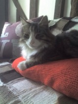 Can anyone tell me what breed of cat this is?