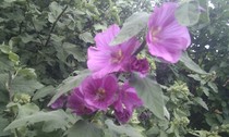 can you name this flowering plant? (2 pics)