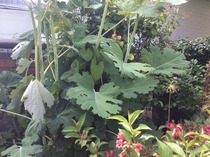 Anyone care to guess what this plant is?