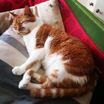 Shall we show off our cats? &#55357&#56832&#55357&#56832&#55357&#56832&#55357&#56832