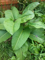 What has MIL done to my garden?