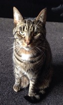 Shall we show off our cats? &#55357&#56832&#55357&#56832&#55357&#56832&#55357&#56832
