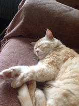AIBU to show you all a picture of the gorgeous male who's keeping me company this evening...