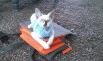 Baby Cat!