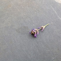 Weirdy ladybird on my lavender