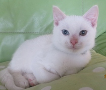 Shall we show off our cats? &#55357&#56832&#55357&#56832&#55357&#56832&#55357&#56832