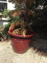 What is this plant and is it dead?