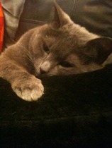 What breed (cross) is my cat? (If any).