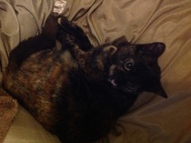 Shall we show off our cats? &#55357&#56832&#55357&#56832&#55357&#56832&#55357&#56832