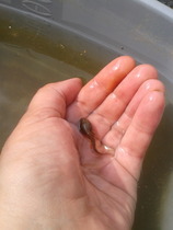Froglets - time to release?