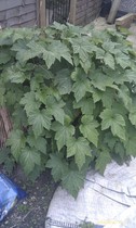 what is this flowering plant called?