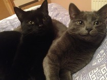 What breed (cross) is my cat? (If any).