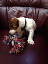 Looks like I'm going from one dog to three!!!! And a puppy name thread...