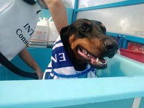 I know he's just a dog, but please send good vibes