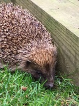 There's a hedgehog building a nest in my garden!