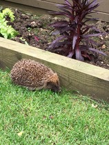 There's a hedgehog building a nest in my garden!