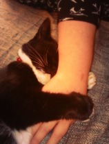 Vaccines have made my cat poorly :(