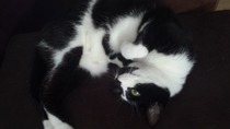 Asbo cat!