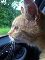 Woolly Hugs. Supporting the Chernobyl Children's Project. Can anyone help us?