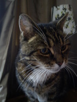 Shall we show off our cats? &#55357&#56832&#55357&#56832&#55357&#56832&#55357&#56832