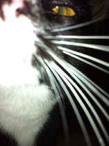 Where is your cat right now?
