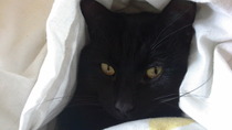 Shall we show off our cats? &#55357&#56832&#55357&#56832&#55357&#56832&#55357&#56832