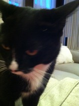 Where is your cat right now?