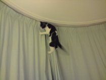Shall we show off our cats? &#55357&#56832&#55357&#56832&#55357&#56832&#55357&#56832