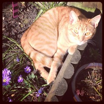 Shall we show off our cats? &#55357&#56832&#55357&#56832&#55357&#56832&#55357&#56832
