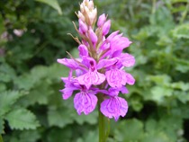 A garden is a lovesome thing, God wot!