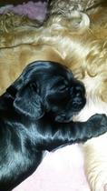 Puppy pictures