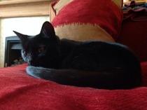 Shall we show off our cats? &#55357&#56832&#55357&#56832&#55357&#56832&#55357&#56832
