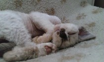 Baby Cat!