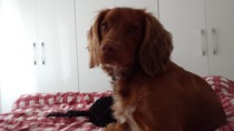 So, this is me trying to have a lie in