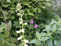 A garden is a lovesome thing, God wot!