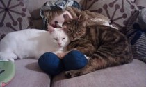 AIBU to show you all a picture of the gorgeous male who's keeping me company this evening...