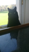 Shall we show off our cats? &#55357&#56832&#55357&#56832&#55357&#56832&#55357&#56832