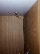 To ignore a cupboard full of baby spiders?