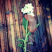 Beer traps to ensnare slugs and snails - what other alcohol works?  Cider?
