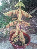 What is this plant and is it dead?