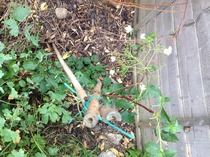 A garden is a lovesome thing, God wot!