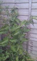 can you name these flowering and not-yet flowering plants?