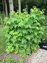 A garden is a lovesome thing, God wot!