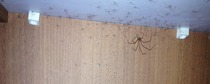 To ignore a cupboard full of baby spiders?
