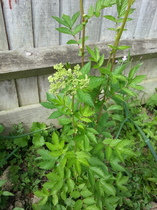 What has MIL done to my garden?